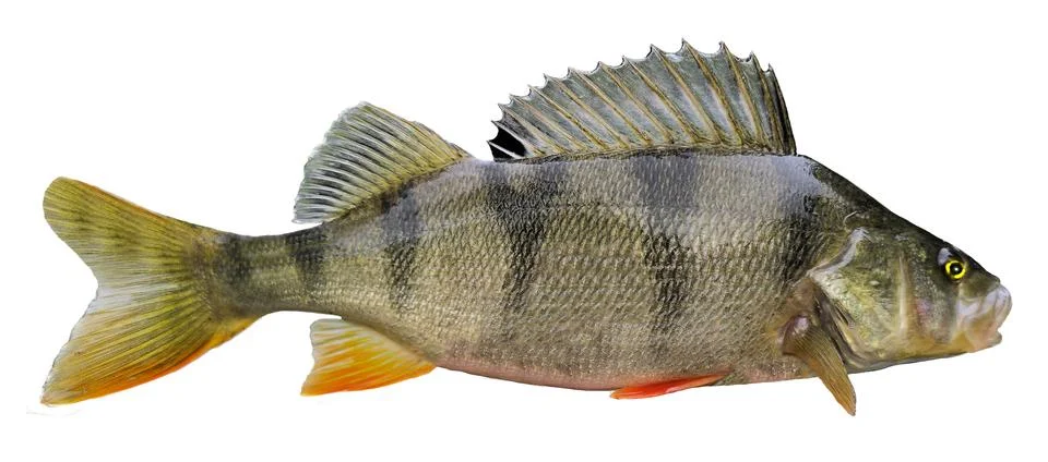Perch caught with spinner Stock Photos