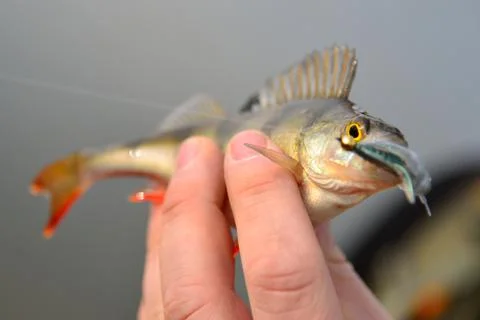 Perch caught while fishing on a rubber bait in hand Stock Photos