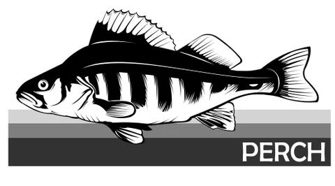 Perch common fish. Predatory river fish. European fish. Edible. Fishing for p Stock Illustration