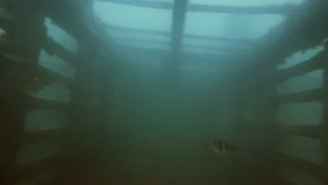 Perch fish Stock Footage 154325241