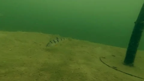 Perch fish Stock Footage 154329935