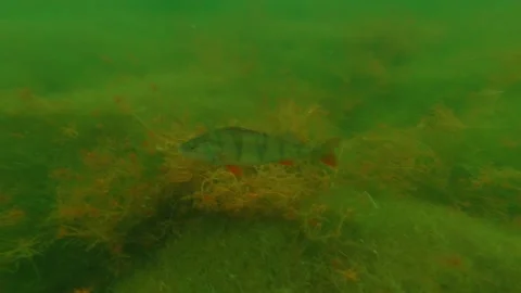 Perch fish Stock Footage 157021125