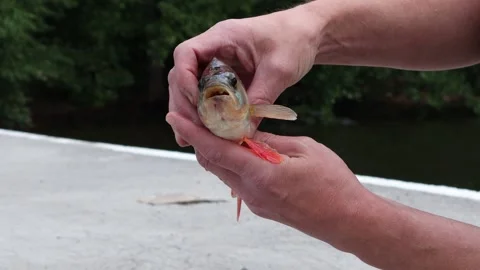 Perch fish Stock Footage 255968399