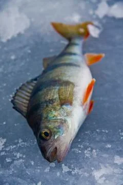 Perch fish on ice Foto stock
