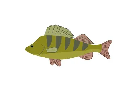 Perch fish illustration in flat style. Colorful Perch fish isolated Stock Illustration