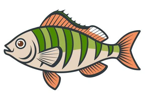 Perch fish isolated on white. Stock Illustration