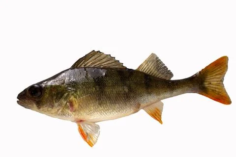 Perch fish isolated on white. Stock Photos