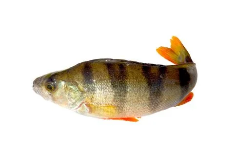 Perch fish. Stock Photos