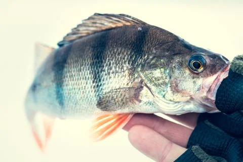 Perch fish Foto stock