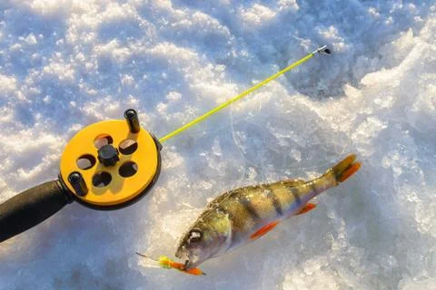 Perch fish with rod lying on the ice, closeup. Winter fishing. Stock Photos