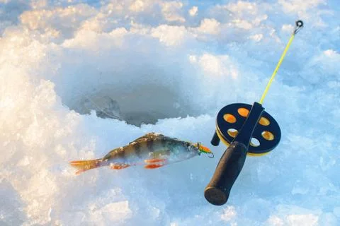 Perch fish with rod lying on the ice, closeup. Winter fishing. Stock Photos