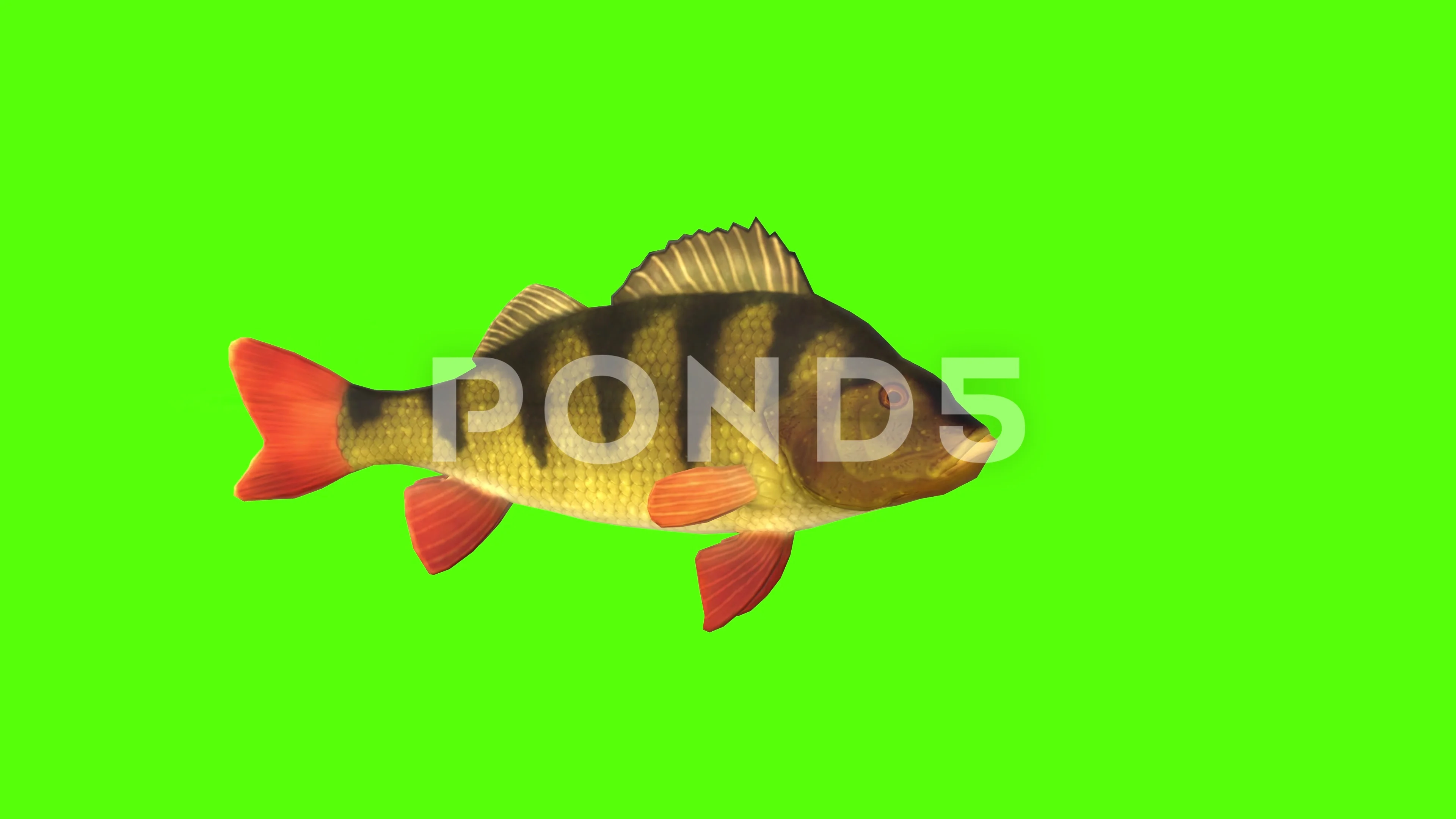 Illustration of perch fish on american flag background.