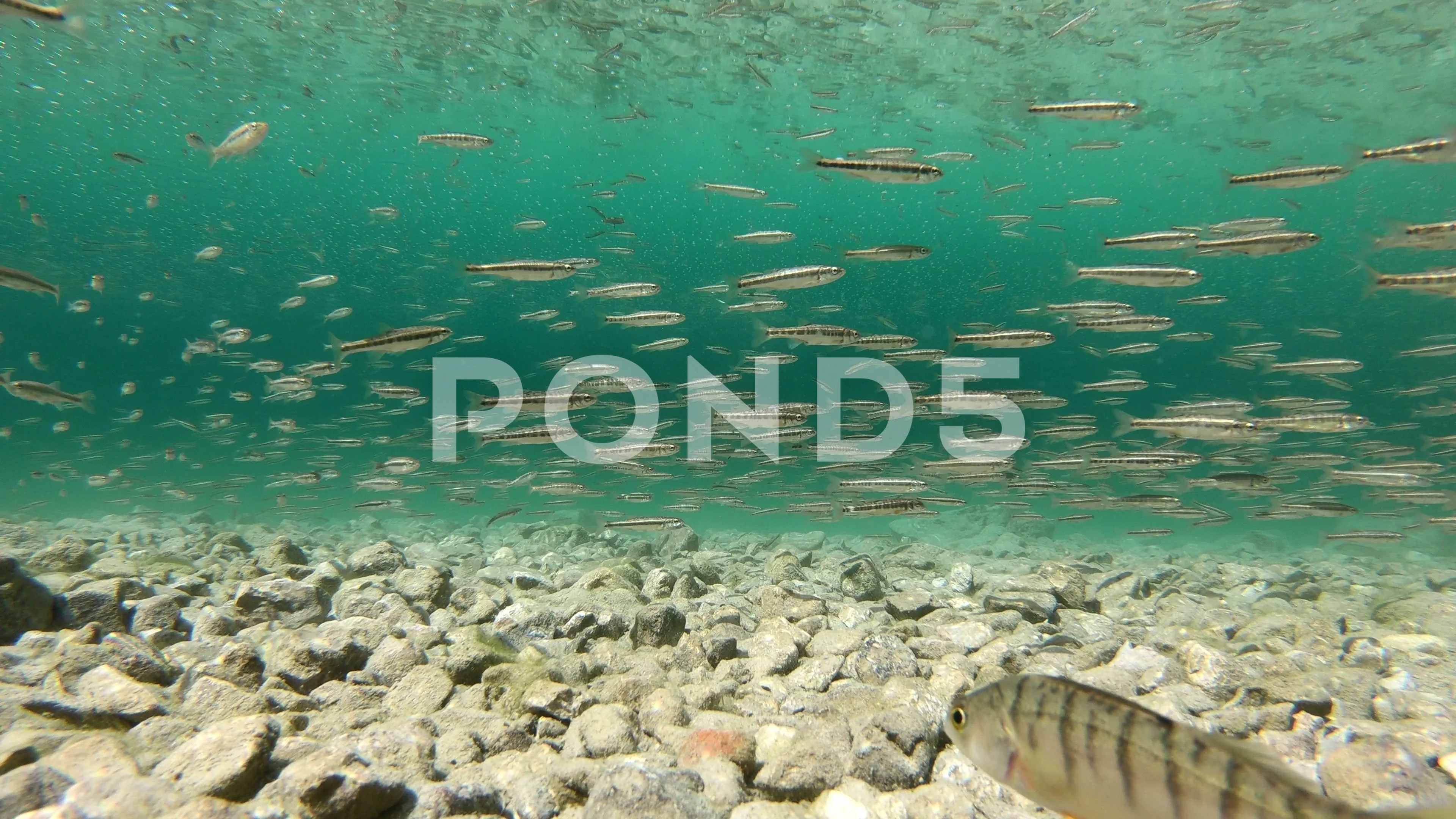 Perch Hunting Minnows in a clear mountai, Stock Video