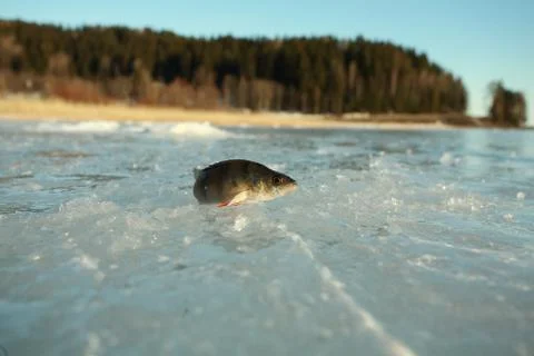 Perch on Ice Stock Photos