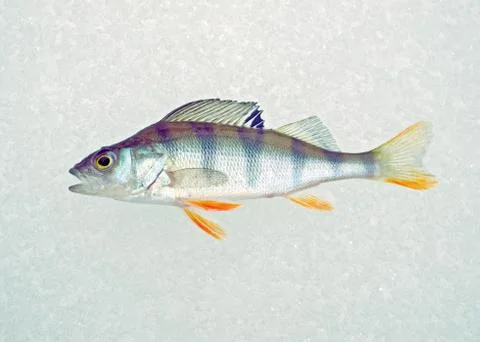 Perch on ice Stock Photos