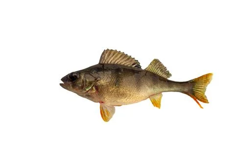 Perch isolated on a white background. Stock Photos