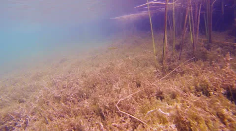 Perch lake swim Stock Footage 25498104