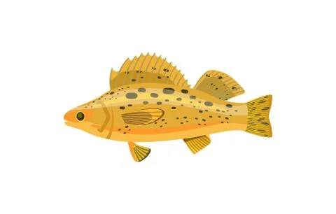 Perch or ruff aquarium fish isolated on white Stock Illustration