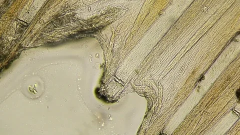 Perch pectoral fin microscopic shot Stock Footage 71170163