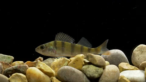 Perch Perca fluviatilis 2 25p swimming Stock Footage 171587307