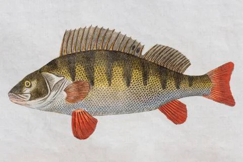 Perch Perca fluviatilis hand colored copper engraving from Friedrich Justin Stock Illustration