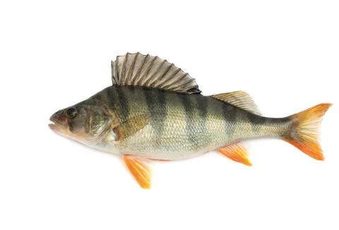 Perch 스톡 사진