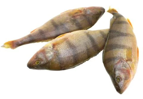 Perch. Stock Photos