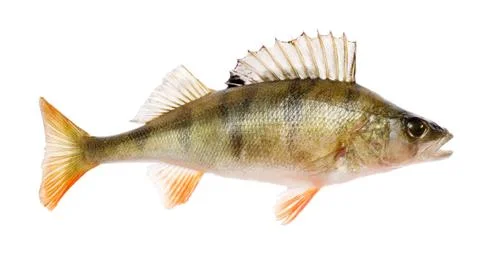 Perch Stock Photos