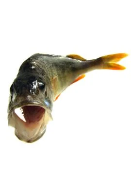 Perch river Stock Photos