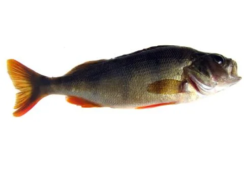 Perch river Stock Photos