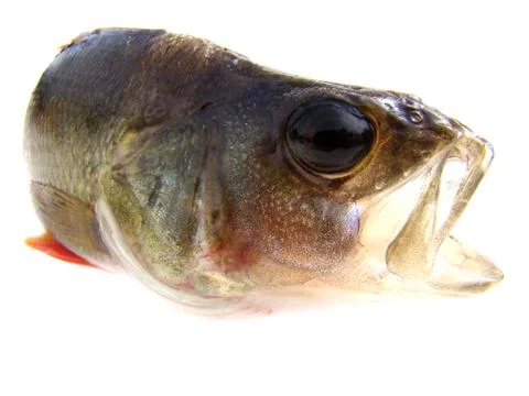 Perch river 스톡 사진