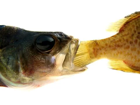 Perch river Stock Photos