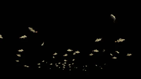 Perch school of fish, against black Video stock 130327436