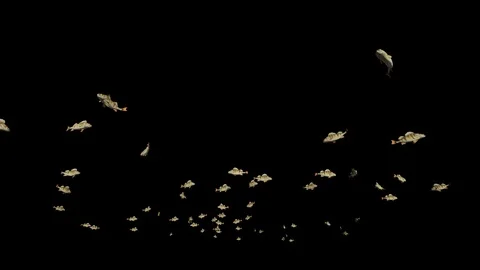 Perch school of fish, Luma Matte attached Stock Footage 129360838