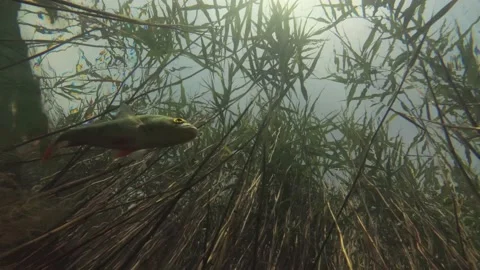 Perch school underwater low angle with reed in background 4K Stock Footage 147084195