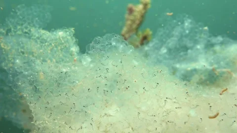 Perch spawn with unhatched fry on spruce twigs underwater Stock Footage 269548191