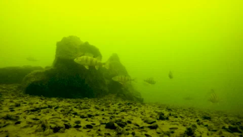Perch swims along  depth of 10 meters under water Stock Footage 104046430