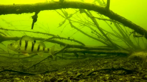 Perch swims along  depth of 10 meters under water Stock Footage 104047014