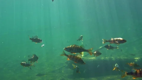 Perch takes hook with worm bait, underwater shot. Stock Footage 121665050