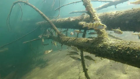 Perch underwater video Video stock 101335523