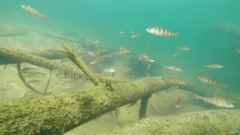 Perch underwater video Stock Footage 101335542