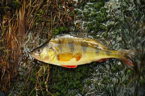 The perch on the wet moss background Stock Photos