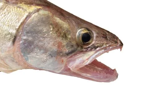 Perch on a white background Stock Photos