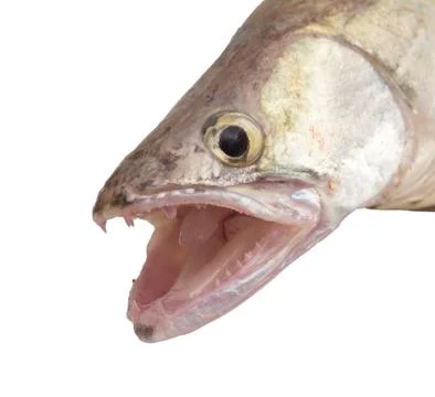 Perch on a white background Stock Photos