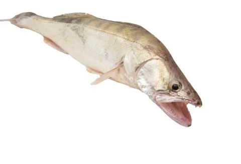 Perch on a white background Stock Photos