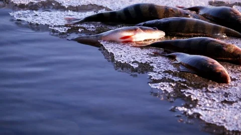 Perch wiggling on the edge of an floating ice raft Stock Footage 75306625
