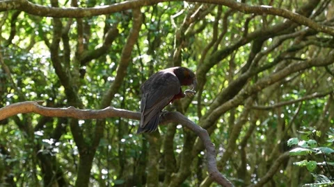Perched among Forest Branches In Soft Light is an Endemic Kaka Parrot Stock-Footage 336332137