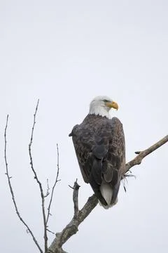 Perched bald eagle in Idaho. Stock Photos