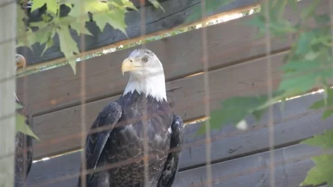 Perched Bald Eagle Looking Around In Outdoor Zoo Behind Wire Fence Stock Footage 165706399