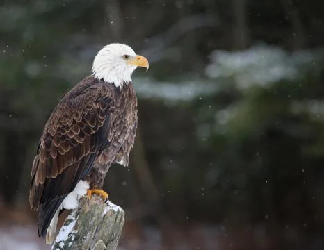 Perched bald eagle Stock Photos